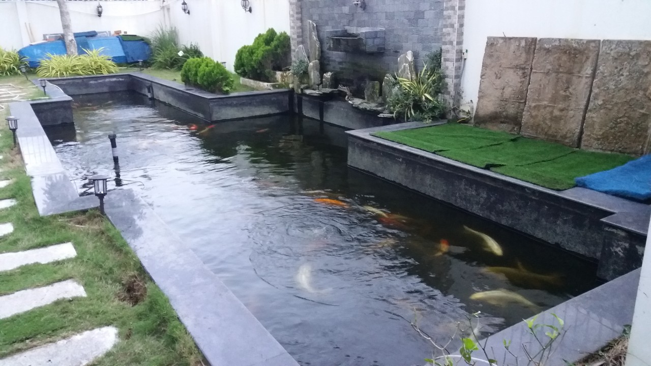 ve sinh ho koi can tho